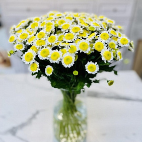 Хризантема сантини №160