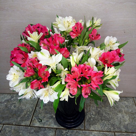 Альстрамерия 15 - Фото 1