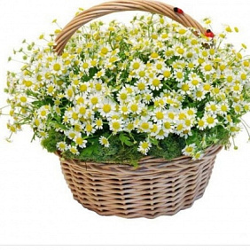Корзина с цветами №557
