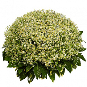 Ромашки и аралия в корзине