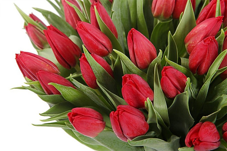 59 красных тюльпанов в большой голубой шляпной коробке №515 - Фото 1