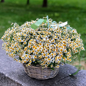 Корзина с ромашками №163