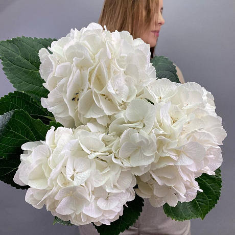 Букет из белых гортензий - Фото 1