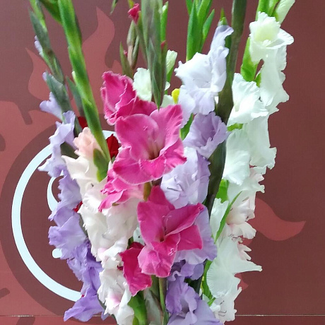 Букет цветов Глодиолус микс - Фото 1
