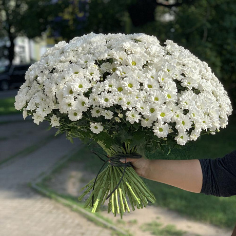 51 хризантема №161 - Фото 1