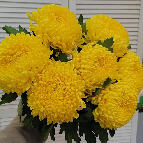 Ароматная крымская хризантема  - Фото 1