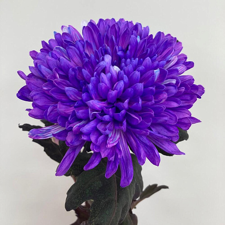 Одноголовая хризантема фиолетовая - Фото 1