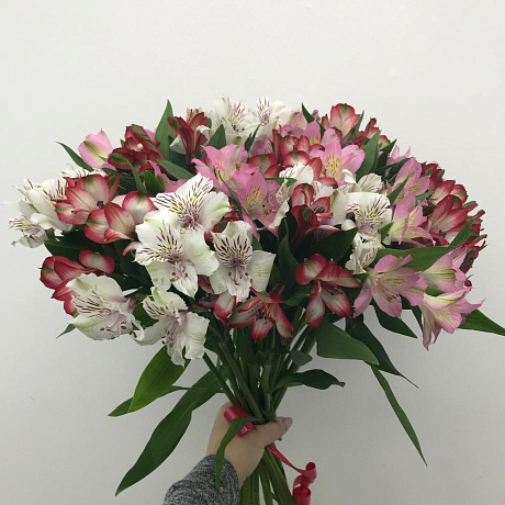Букет из Альстромерий №162 - Фото 1