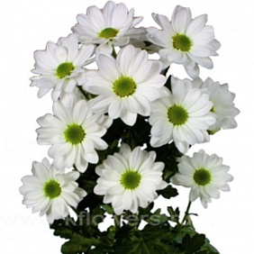 Хризантема кустовая Бакарди белая