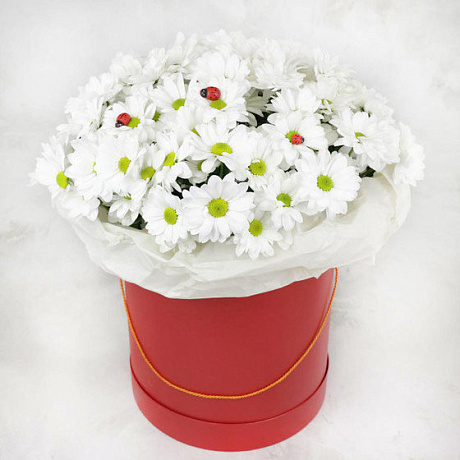 7 Белых Ромашковых хризантем в красной шляпной коробке №154 - Фото 1