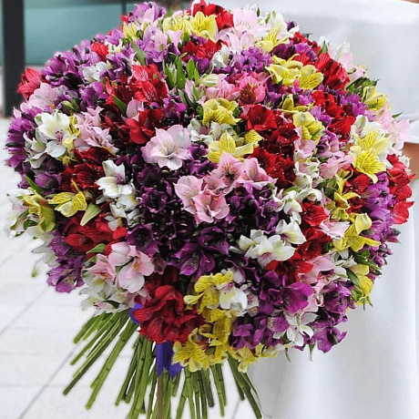 Букет из 101 альстромерии микс №161 - Фото 1