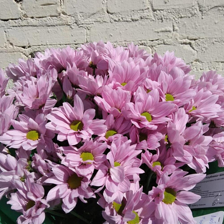 Букет из ромашковых хризантем №163 - Фото 1