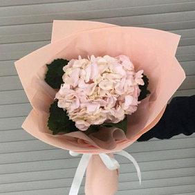 Гортензия моно №160