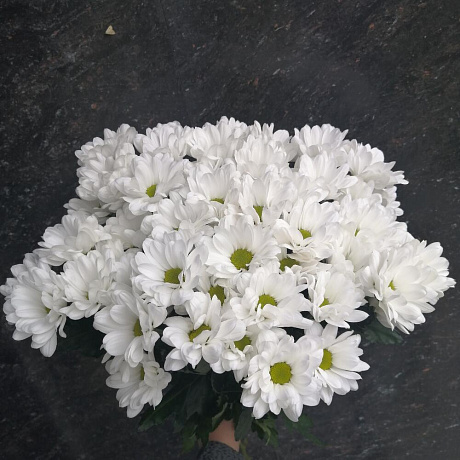 Хризантемы кустовые №164 - Фото 1