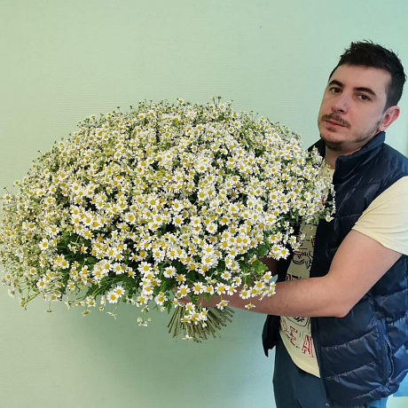 Букет из 101 кустовых ромашек - Фото 1