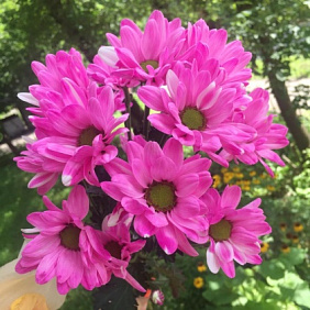 Хризантема кустовая №161