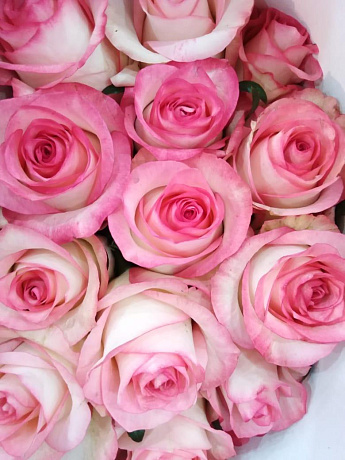 15 розовых роз Джумелия в маленькой голубой шляпной коробке №204 - Фото 1
