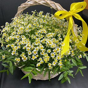 Корзина с ромашками №162