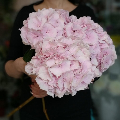 Букет Розовая Гортензия №168 - Фото 1