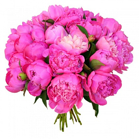 17 розовых пионов
