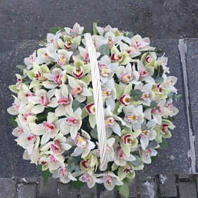 Корзина из орхидей . 71 орхидея в корзине