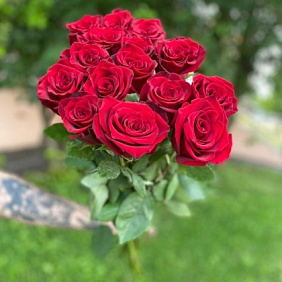 Эквадорская роза 15 шт №162