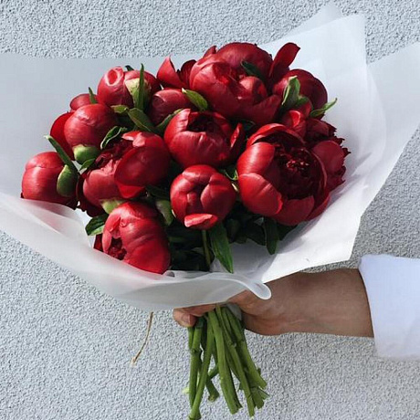 Пионы Ред Шарм №161 - Фото 1