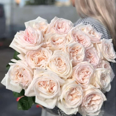 розы вай охара - Фото 1