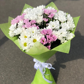 Хризантема №176