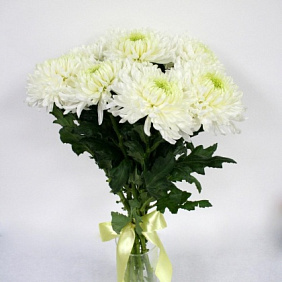 Хризантема маунтин бью