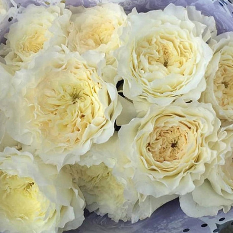 11 белых пионовидных роз Премиум в сиреневой шляпной коробке - Фото 1