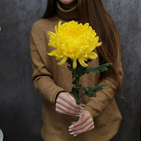 Хризантема сортовая