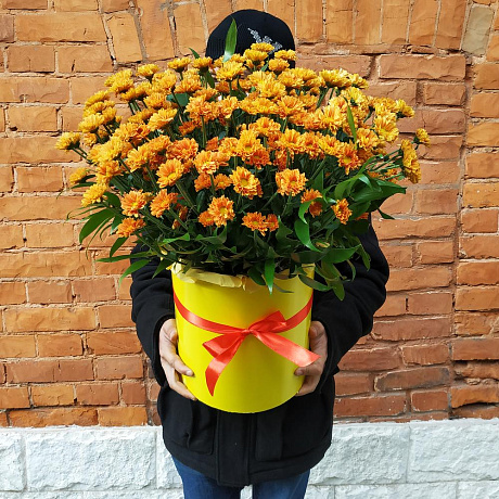 Шляпная коробка из хризантем Солнечный день - Фото 1