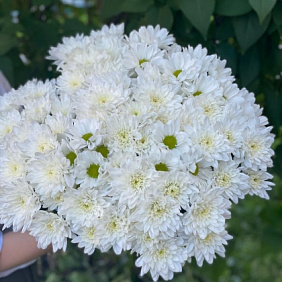 Букет с хризантемами №270