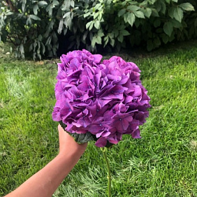 Гортензия сиреневая