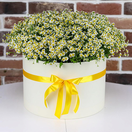 Коробка XXL из 51 ромашки. N826 - Фото 1