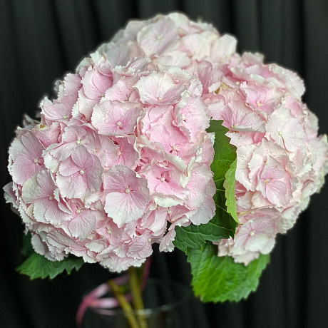 Букет с гортензиями №179 - Фото 1