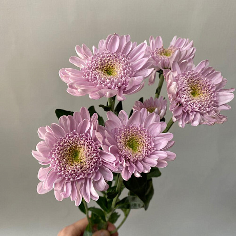 Хризантема розовая №161 - Фото 1