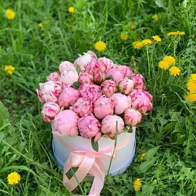 25 пионов в коробке №161