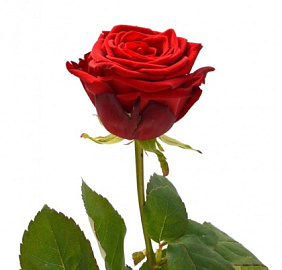 Роза Ред Наоми №160