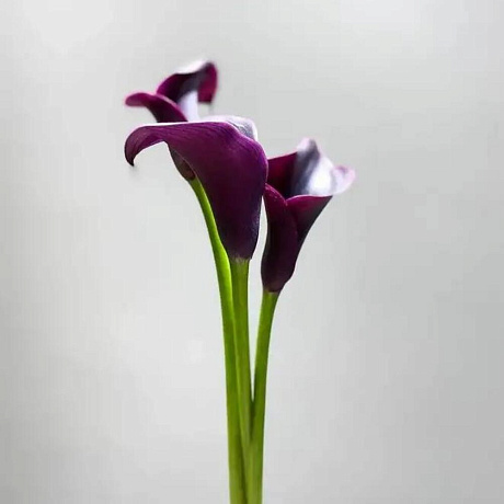 Букет цветов Каллы винные №160 - Фото 1