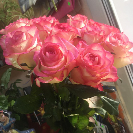 Роза Джамила 11 №160 - Фото 1