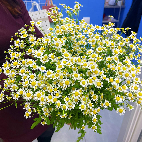 Подарочный набор Аромат ромашек - Фото 1