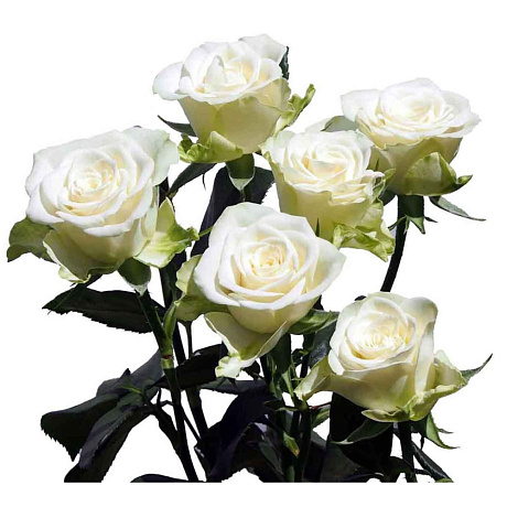Белые кустовые розы в розовой шляпной коробке №694 - Фото 1