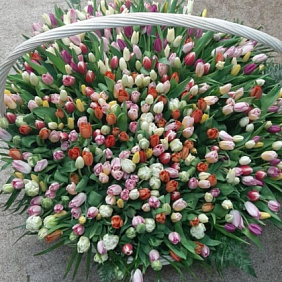 501 тюльпан микс в корзине