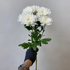 Хризантема кустовая белая №162