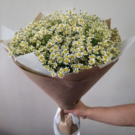 Букет из 25 ромашек камилла - Фото 1
