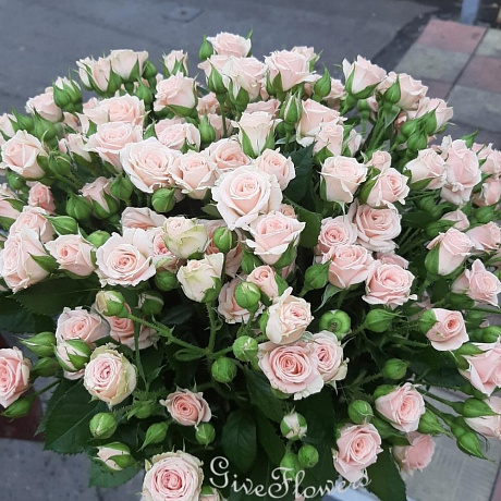 Букет из 19 кремовых кустовых роз №161 - Фото 1