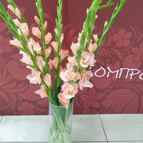 Букет Гладиолус - Фото 1