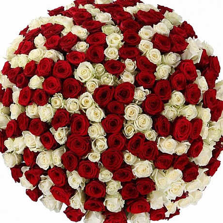 Букет из 301 белой и красной розы в корзине - Фото 1